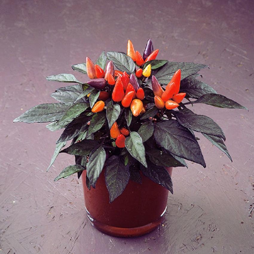 Pepper, Ornamental 'salsa Yellow' - View 24 from www redcrocus com