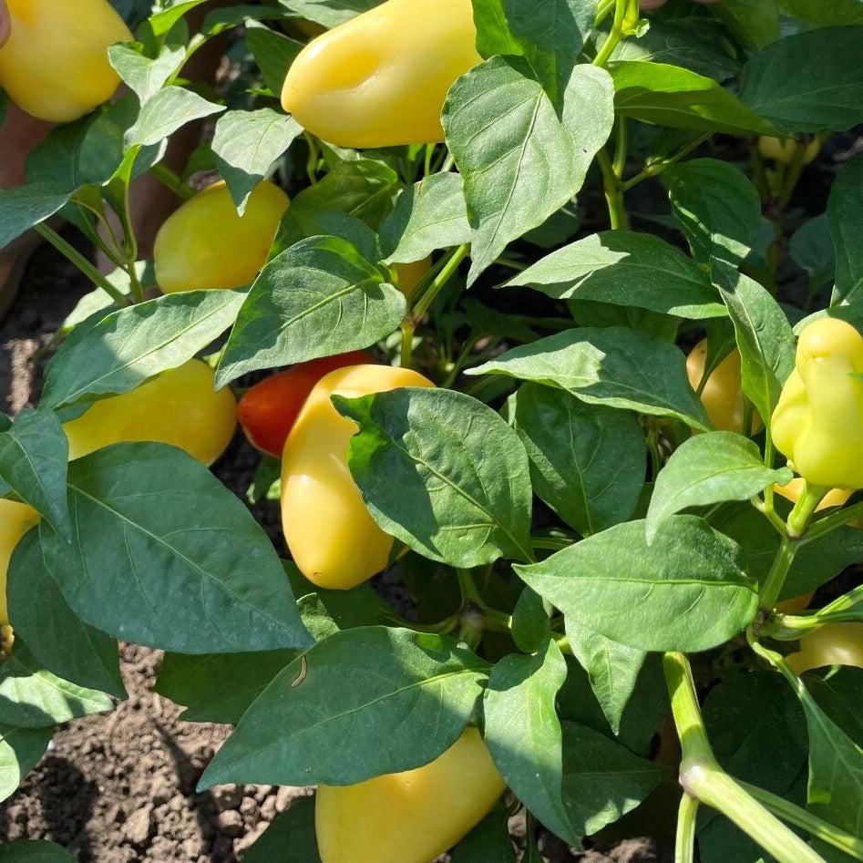 Pepper, Ornamental 'salsa Yellow' - View 25 from www redcrocus com