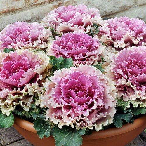 Cabbage 'songbird Pink' - View 10 from www redcrocus com