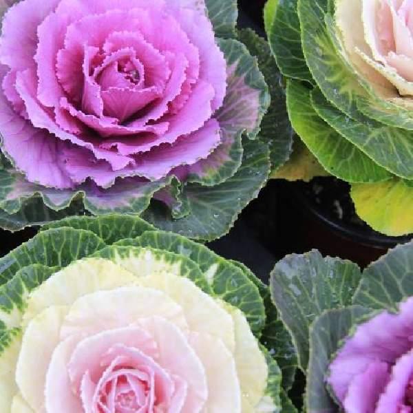 Cabbage 'songbird Pink' - View 1 from www redcrocus com