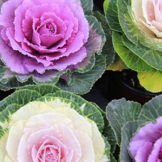 Cabbage 'songbird Pink' - View 1 from www redcrocus com