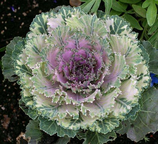 Cabbage 'songbird Pink' - View 2 from www redcrocus com