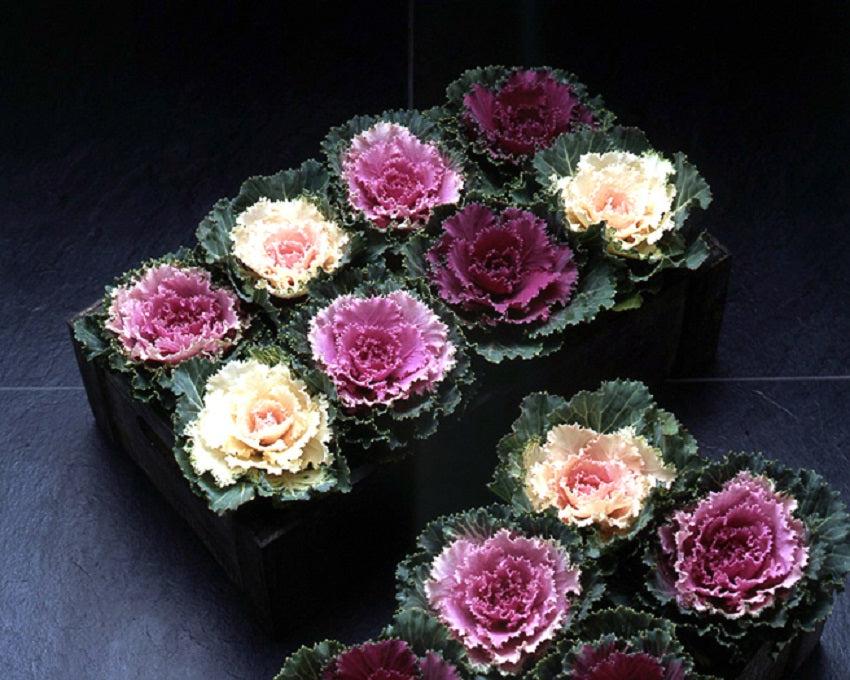 Cabbage 'songbird Pink' - View 4 from www redcrocus com