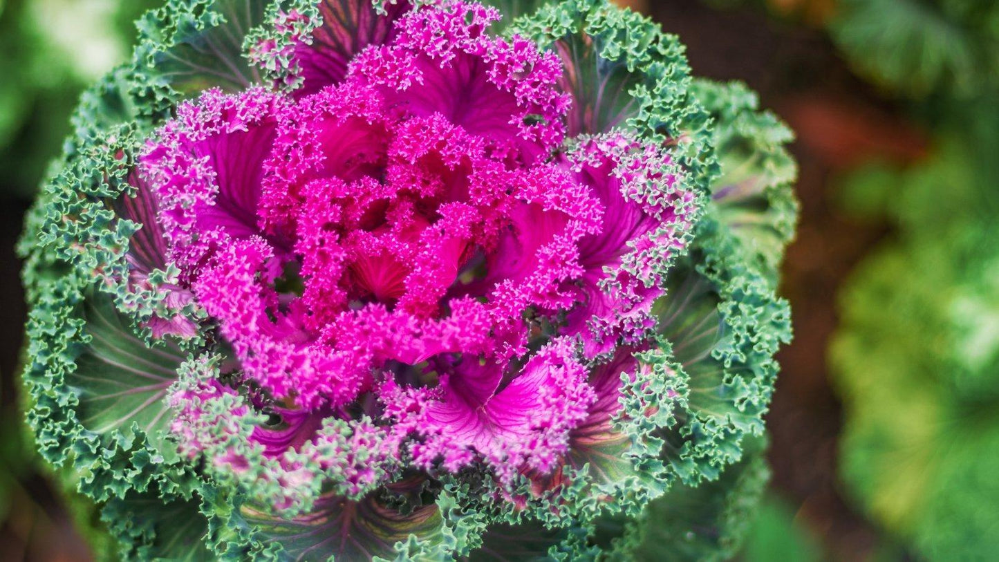 Cabbage 'songbird Red' - View 10 from www redcrocus com