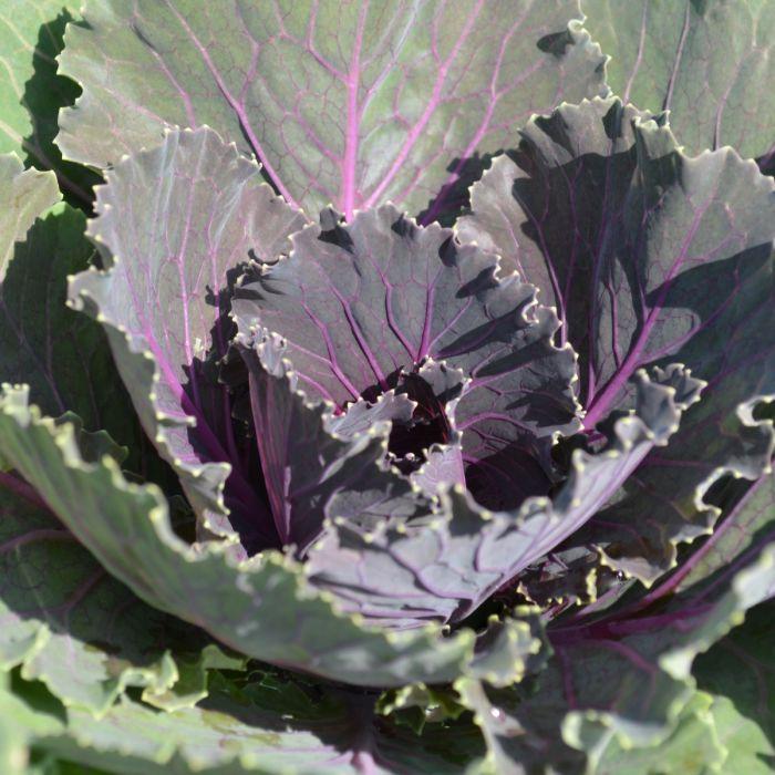 Cabbage 'songbird Red' - View 15 from www redcrocus com