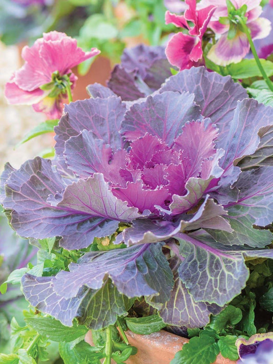 Cabbage 'songbird Red' - View 1 from www redcrocus com
