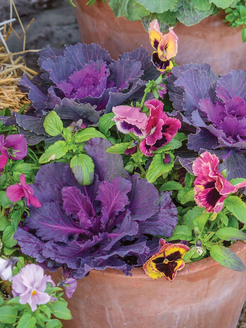 Cabbage 'songbird Red' - View 7 from www redcrocus com
