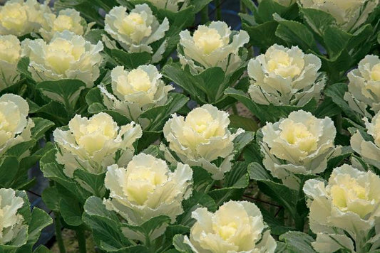 Cabbage 'songbird White' - View 12 from www redcrocus com