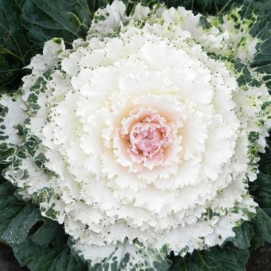 Cabbage 'songbird White' - View 1 from www redcrocus com