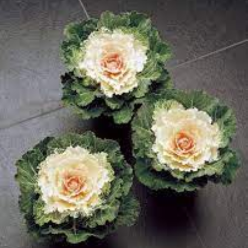Cabbage 'songbird White' - View 2 from www redcrocus com