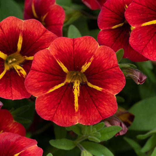 Calibrachoa 'cabaret Bright Red' - View 11 from www redcrocus com