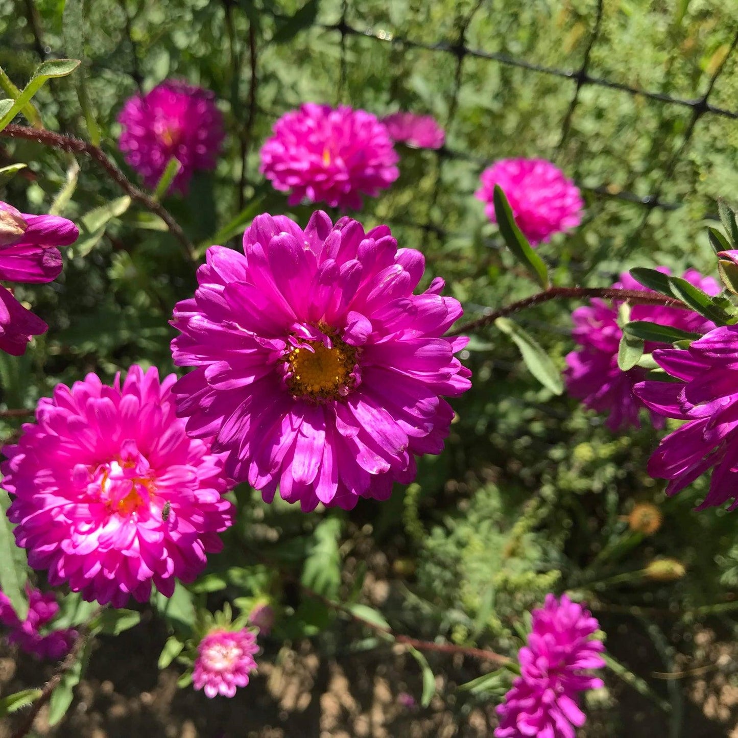 Aster Novi Belgii 'puff' - View 10 from www redcrocus com