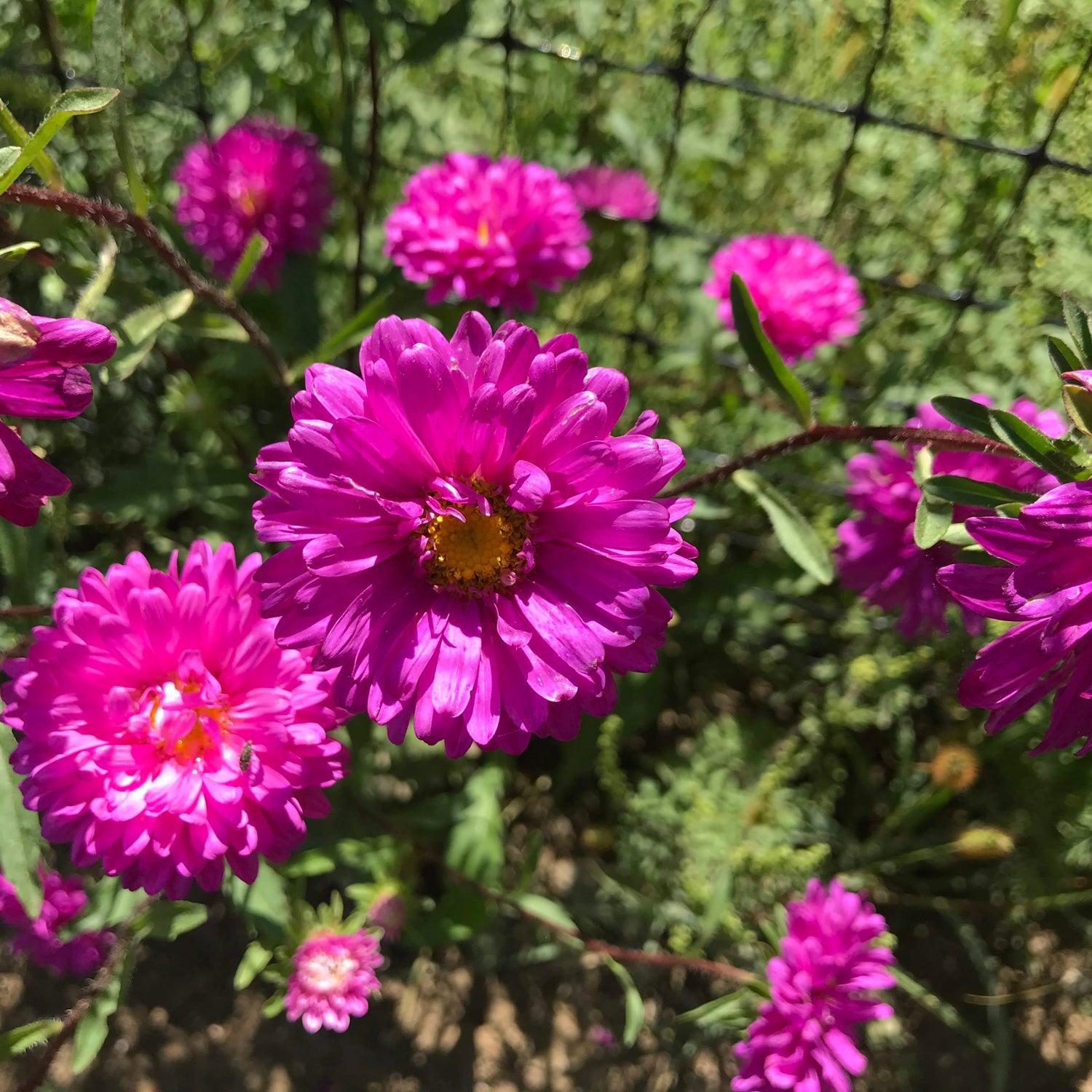 Aster Novi Belgii 'puff' - View 10 from www redcrocus com
