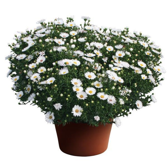 Aster Novi Belgii 'puff' - View 1 from www redcrocus com