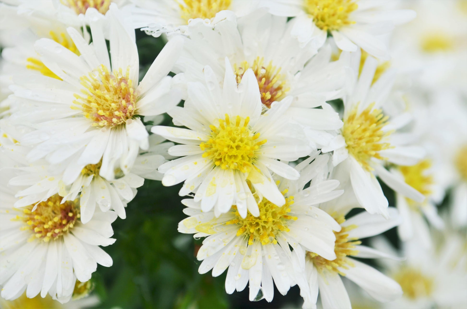 Aster Novi Belgii 'puff' - View 2 from www redcrocus com