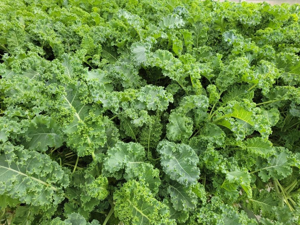 Kale 'winterbor' - View 13 from www redcrocus com