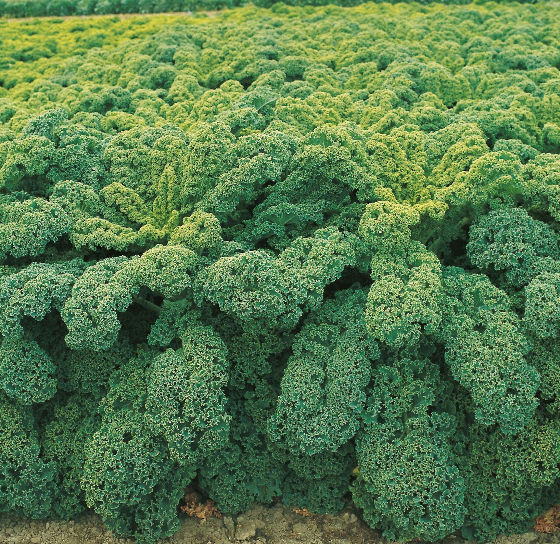 Kale 'winterbor' - View 21 from www redcrocus com