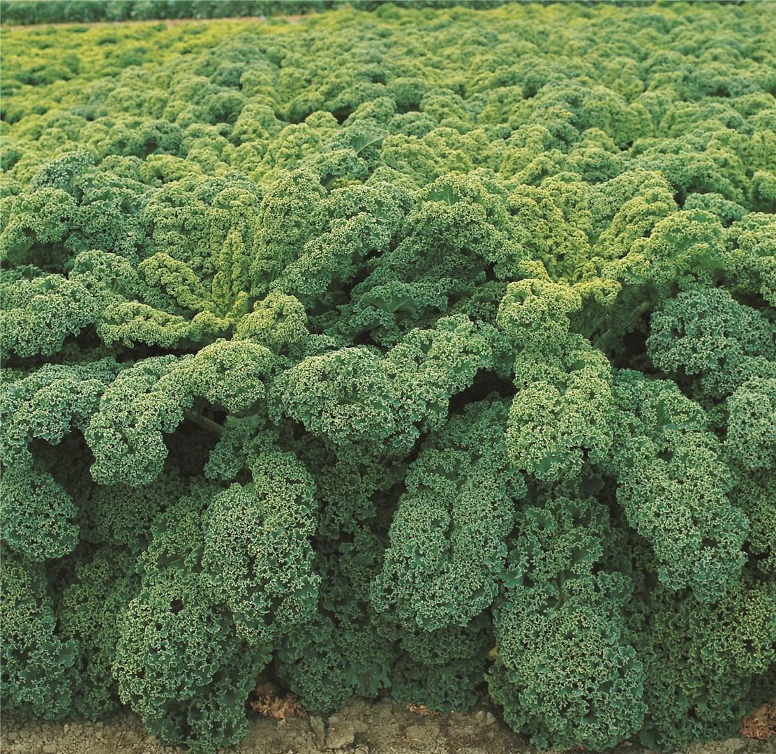 Kale 'winterbor' - View 28 from www redcrocus com