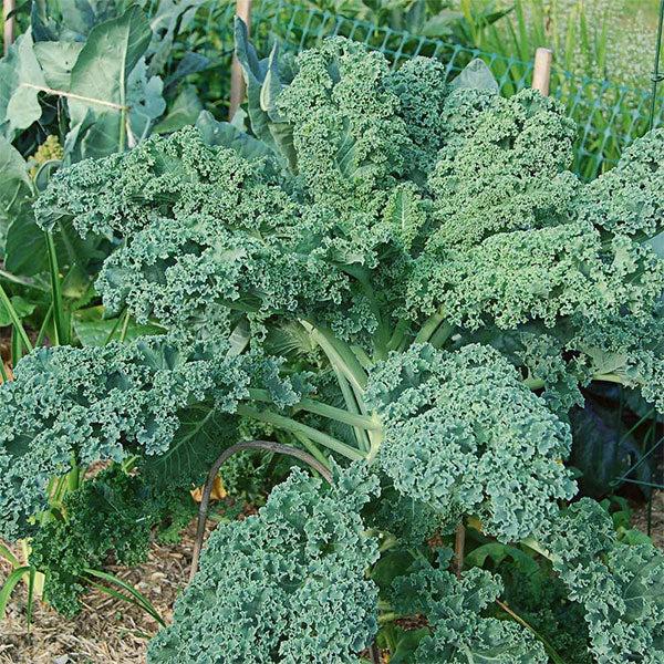 Kale 'winterbor' - View 29 from www redcrocus com