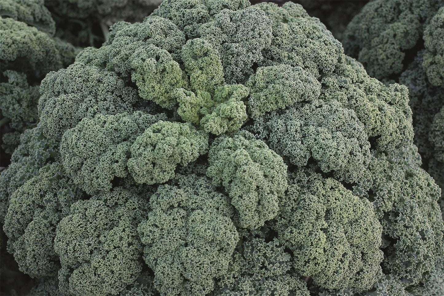 Kale 'winterbor' - View 31 from www redcrocus com