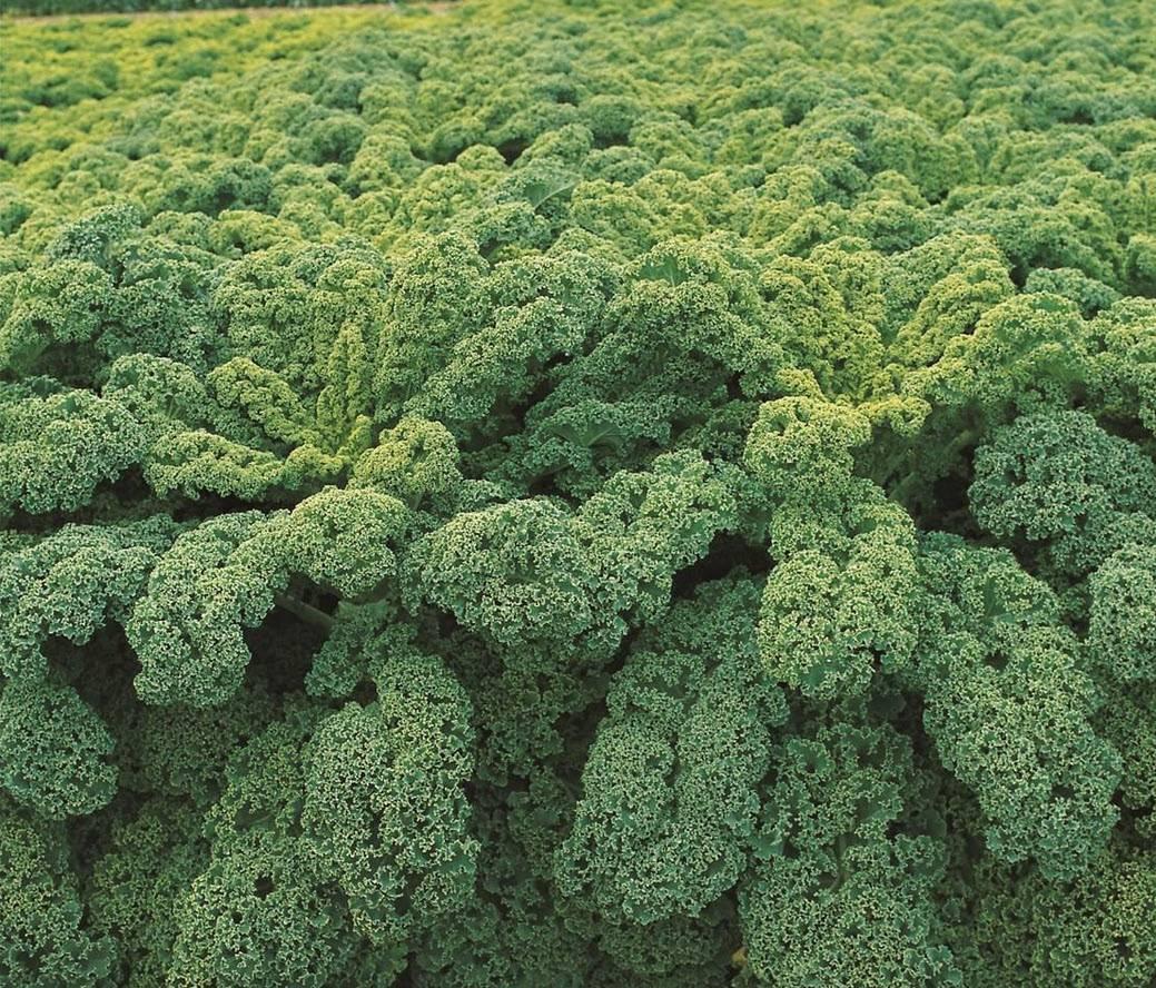 Kale 'winterbor' - View 34 from www redcrocus com