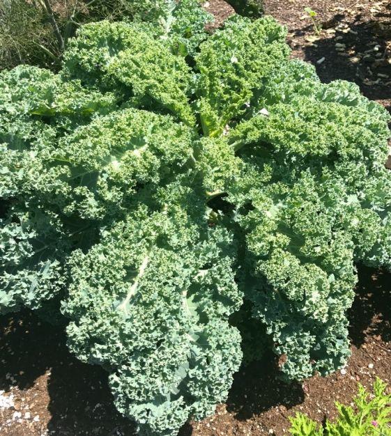 Kale 'winterbor' - View 5 from www redcrocus com