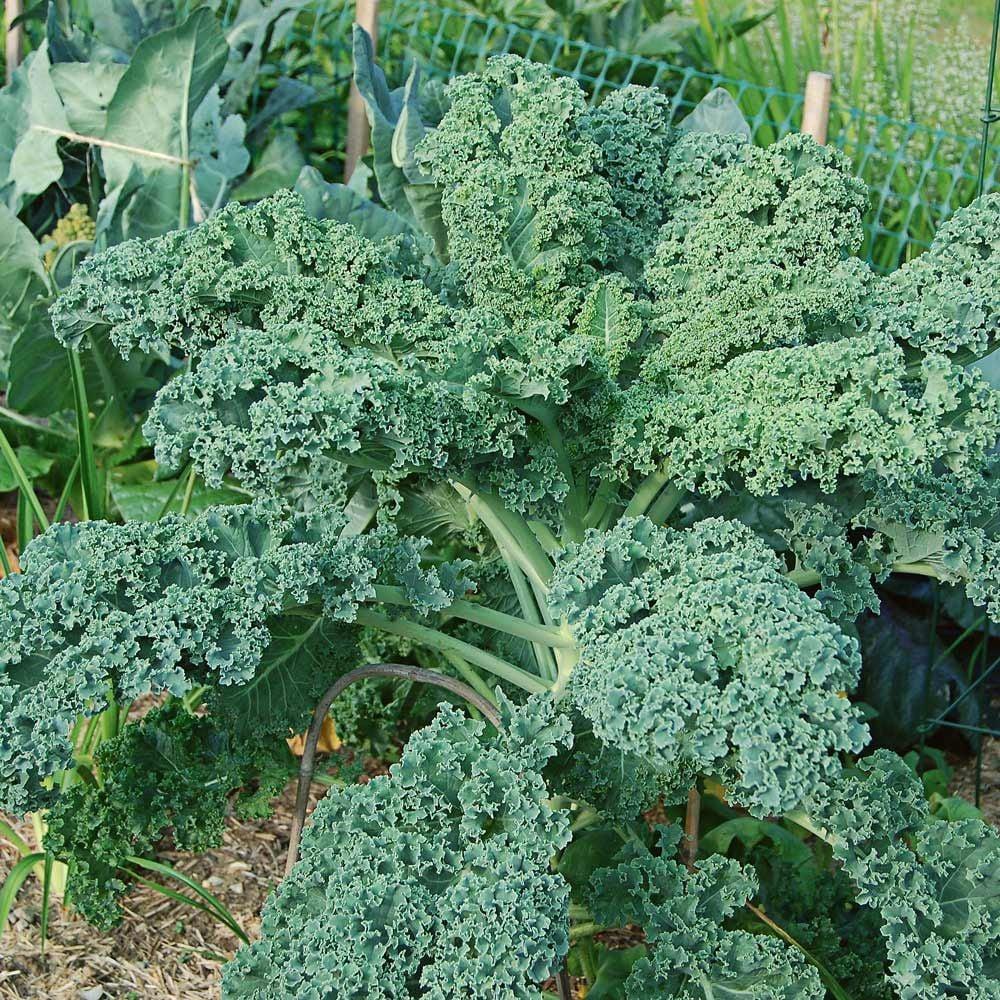 Kale 'winterbor' - View 8 from www redcrocus com