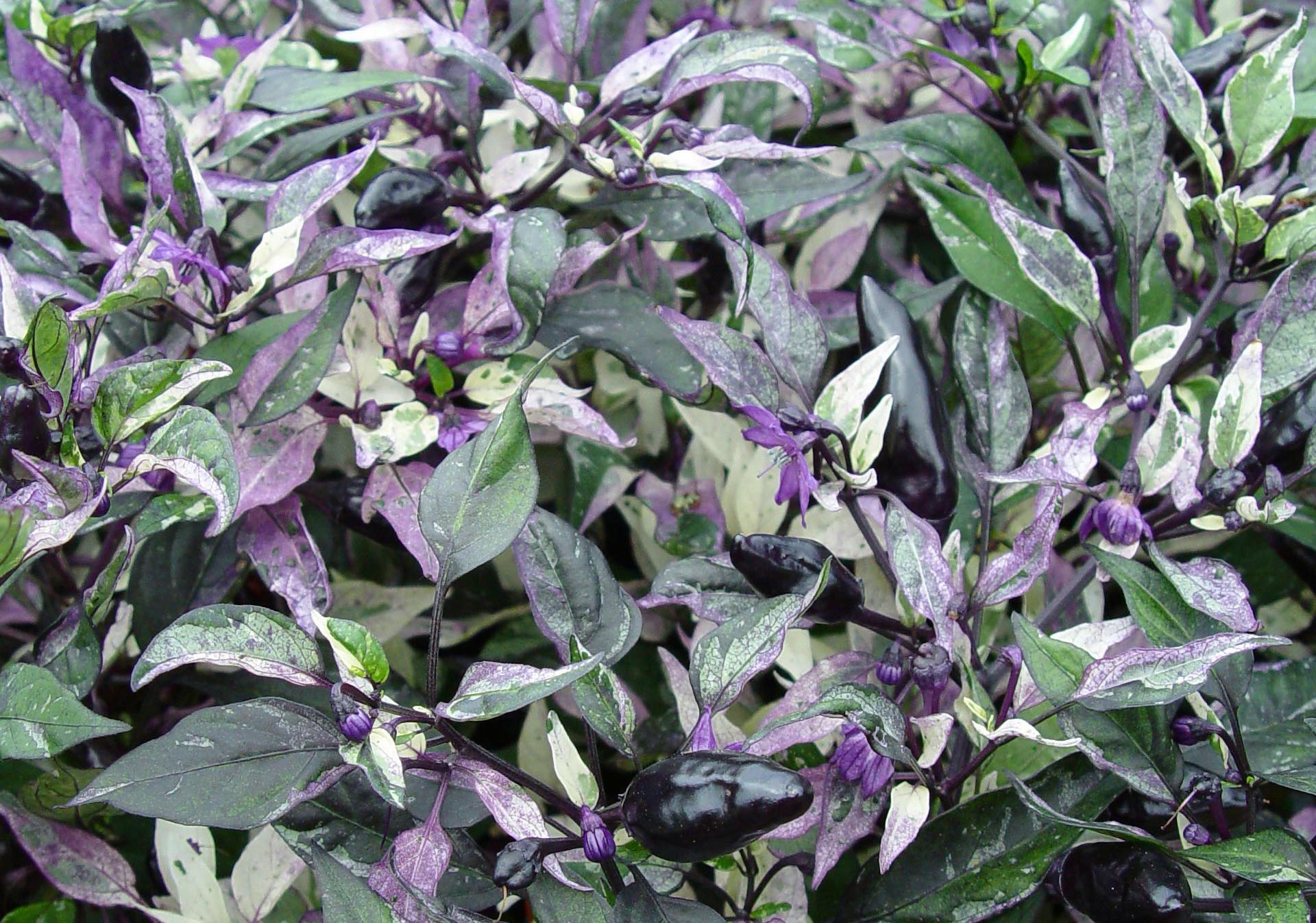 Pepper, Ornamental 'calico' - View 10 from www redcrocus com