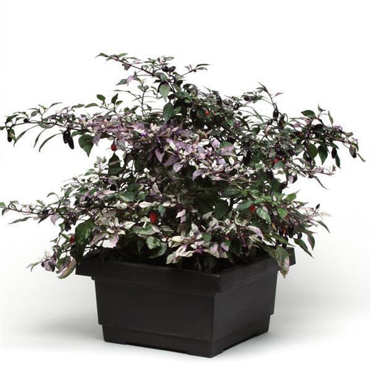 Pepper, Ornamental 'calico' - View 1 from www redcrocus com