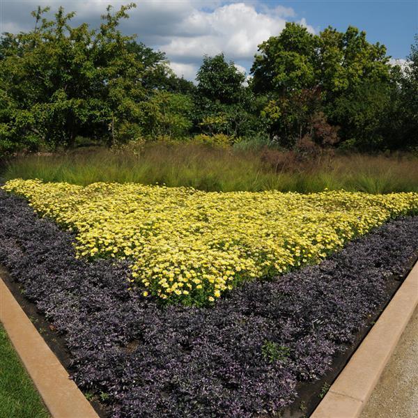 Pepper, Ornamental 'calico' - View 9 from www redcrocus com