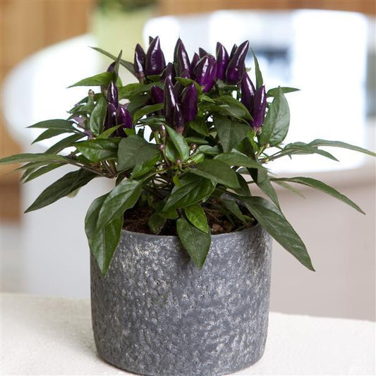 Pepper, Ornamental 'salsa Purple' - View 1 from www redcrocus com
