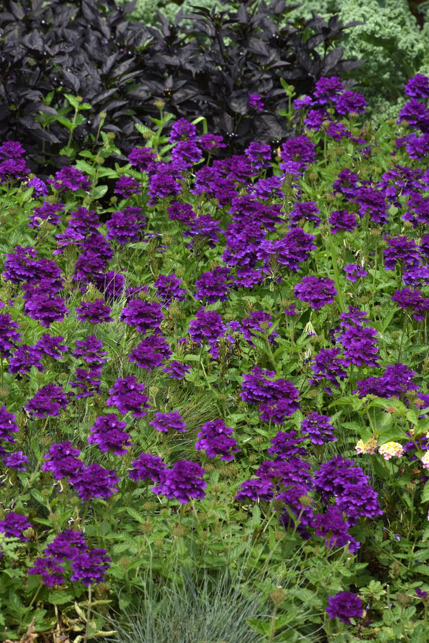 Verbena 'endurascape Purple' - View 10 from www redcrocus com
