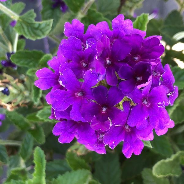 Verbena 'endurascape Purple' - View 12 from www redcrocus com