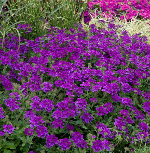 Verbena 'endurascape Purple' - View 13 from www redcrocus com