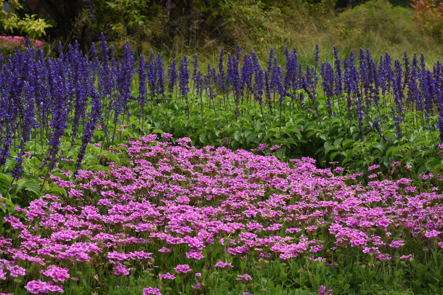 Verbena 'endurascape Purple' - View 14 from www redcrocus com