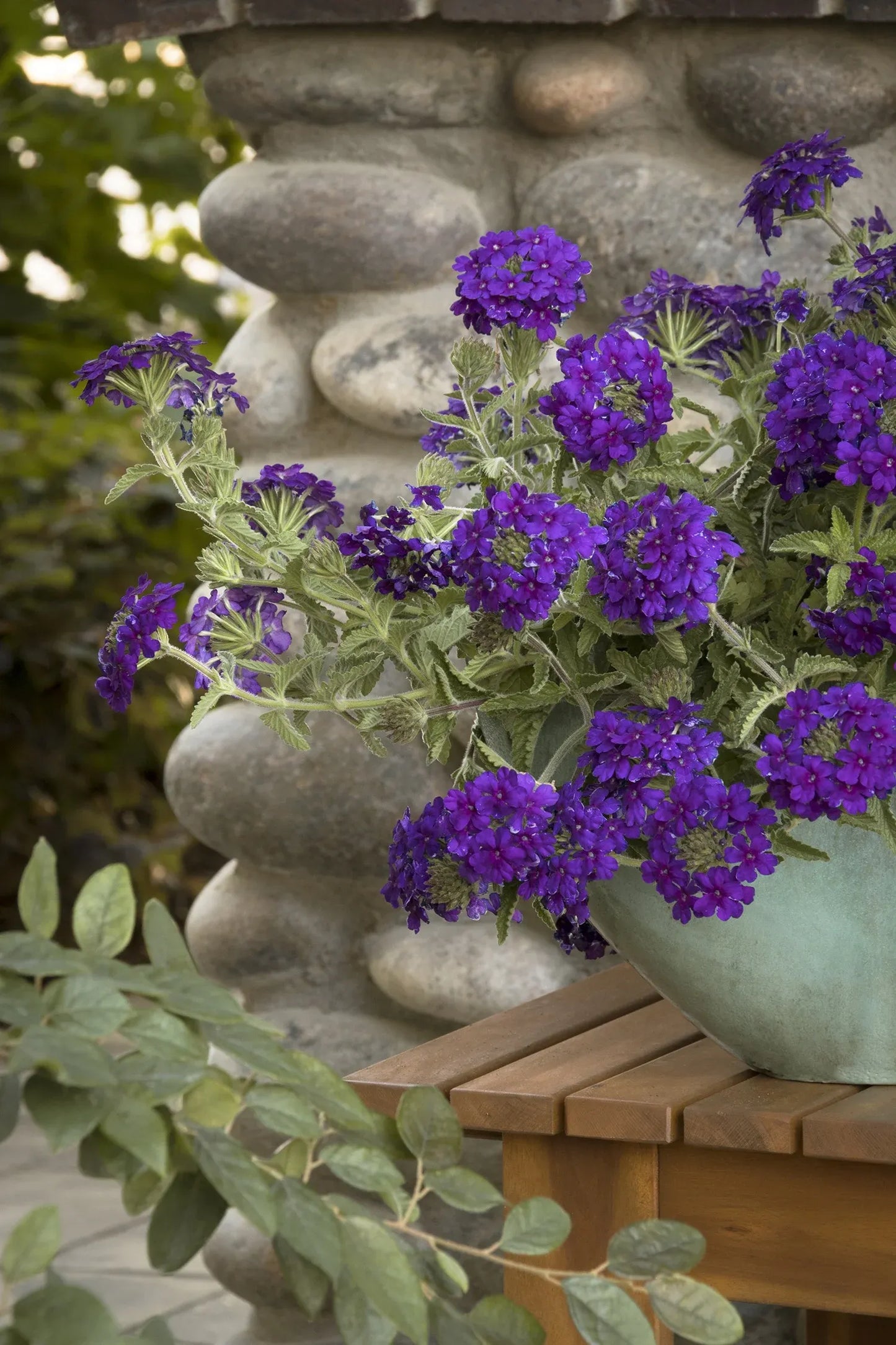 Verbena 'endurascape Purple' - View 15 from www redcrocus com