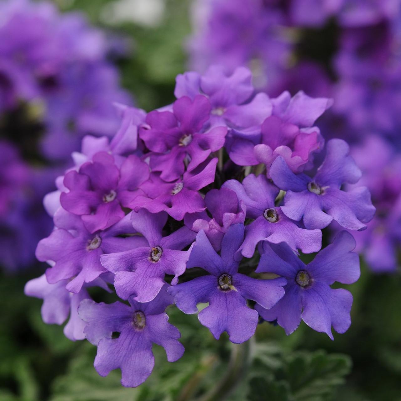 Verbena 'endurascape Purple' - View 16 from www redcrocus com