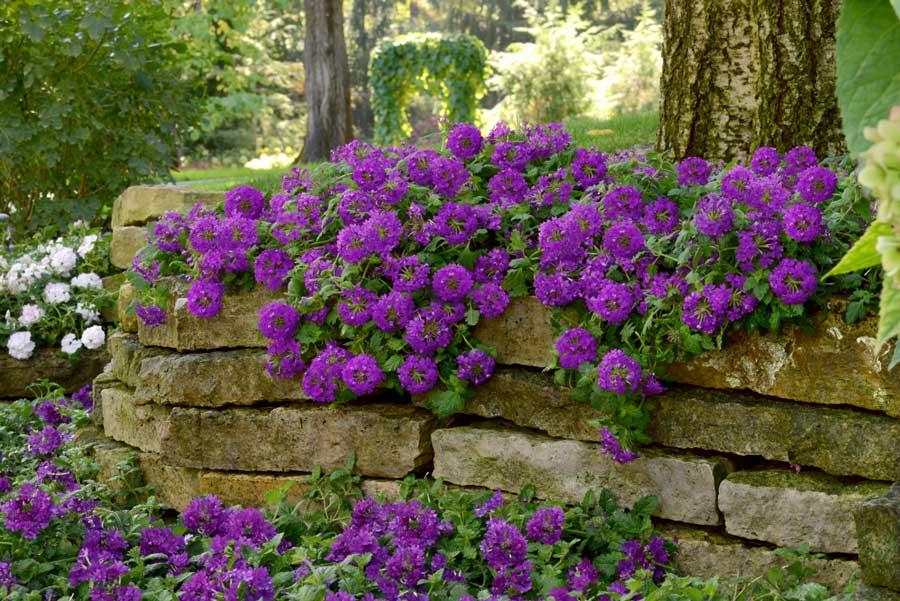 Verbena 'endurascape Purple' - View 1 from www redcrocus com