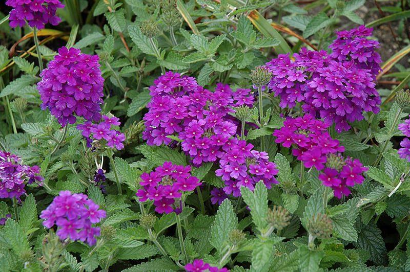 Verbena 'endurascape Purple' - View 2 from www redcrocus com
