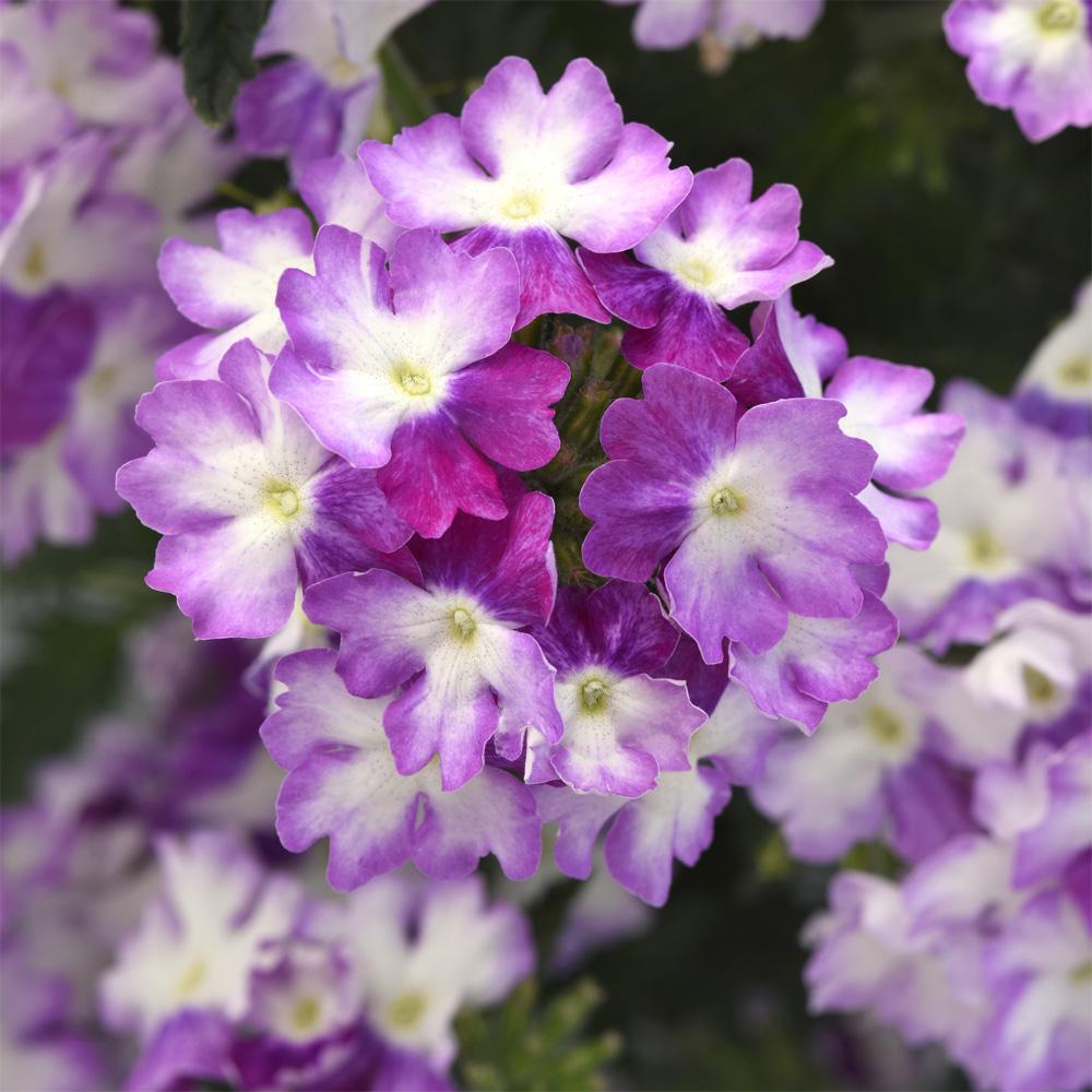Verbena 'endurascape Purple' - View 3 from www redcrocus com