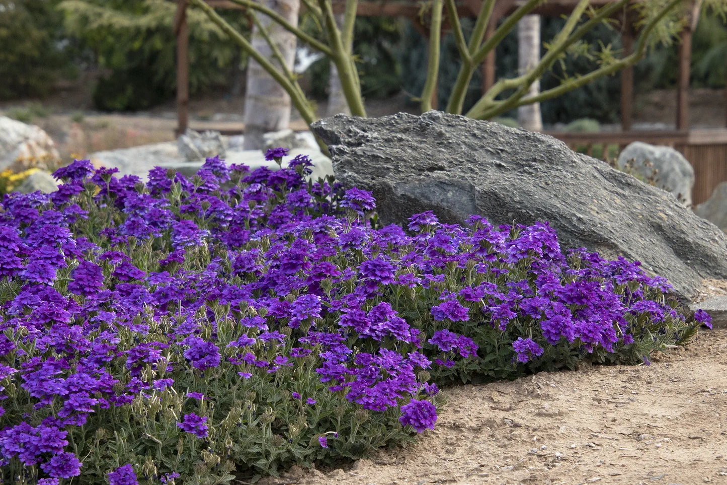 Verbena 'endurascape Purple' - View 4 from www redcrocus com