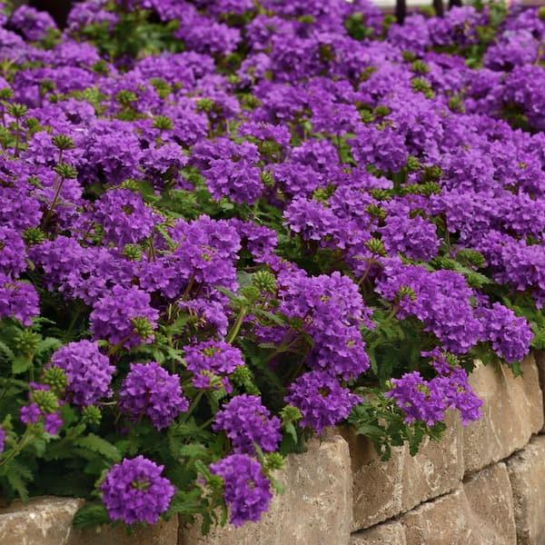 Verbena 'endurascape Purple' - View 6 from www redcrocus com