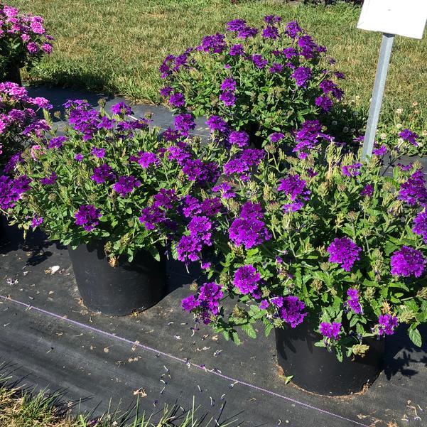 Verbena 'endurascape Purple' - View 8 from www redcrocus com