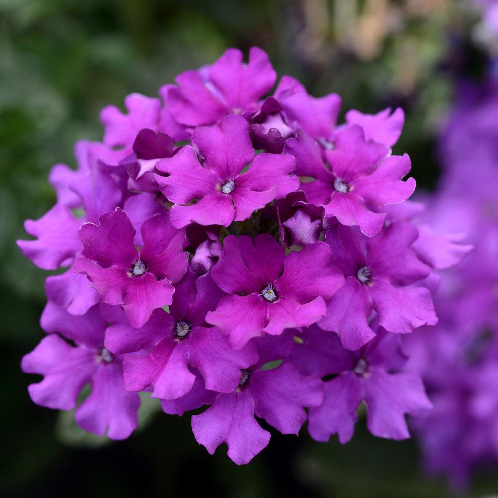 Verbena 'endurascape Purple' - View 9 from www redcrocus com
