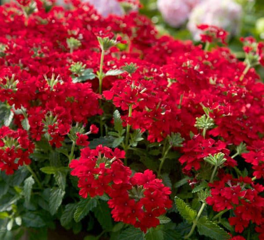Verbena 'endurascape Red' - View 1 from www redcrocus com