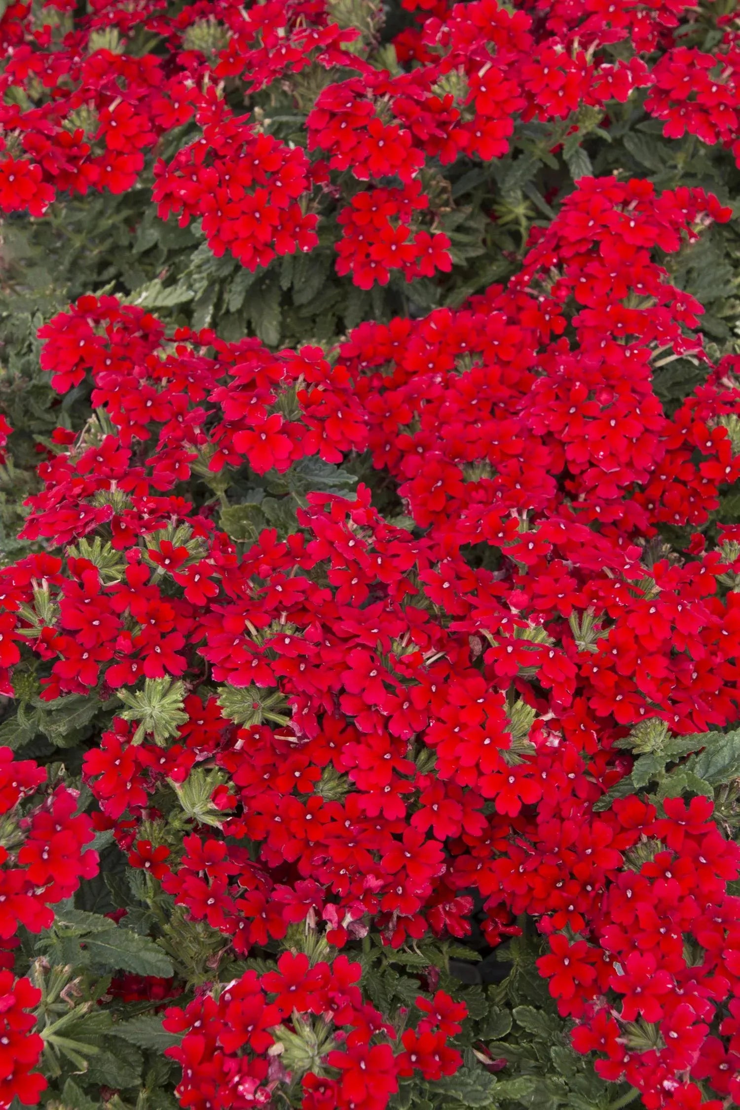 Verbena 'endurascape Red' - View 7 from www redcrocus com