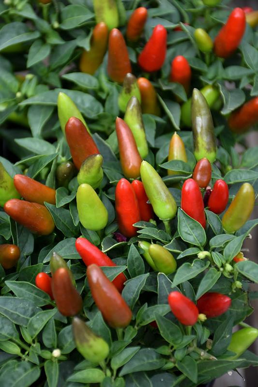 Pepper, Ornamental 'acapulco Multicolor Red' - View 10 from www redcrocus com