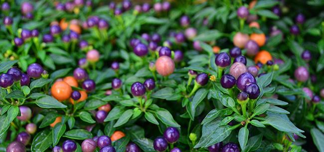 Pepper, Ornamental 'hot Pops Purple' - View 15 from www redcrocus com