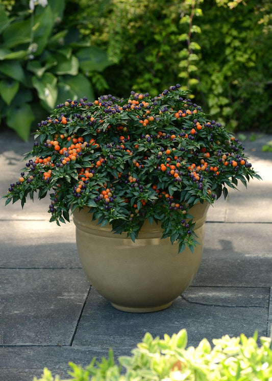 Pepper, Ornamental 'hot Pops Purple' - View 1 from www redcrocus com