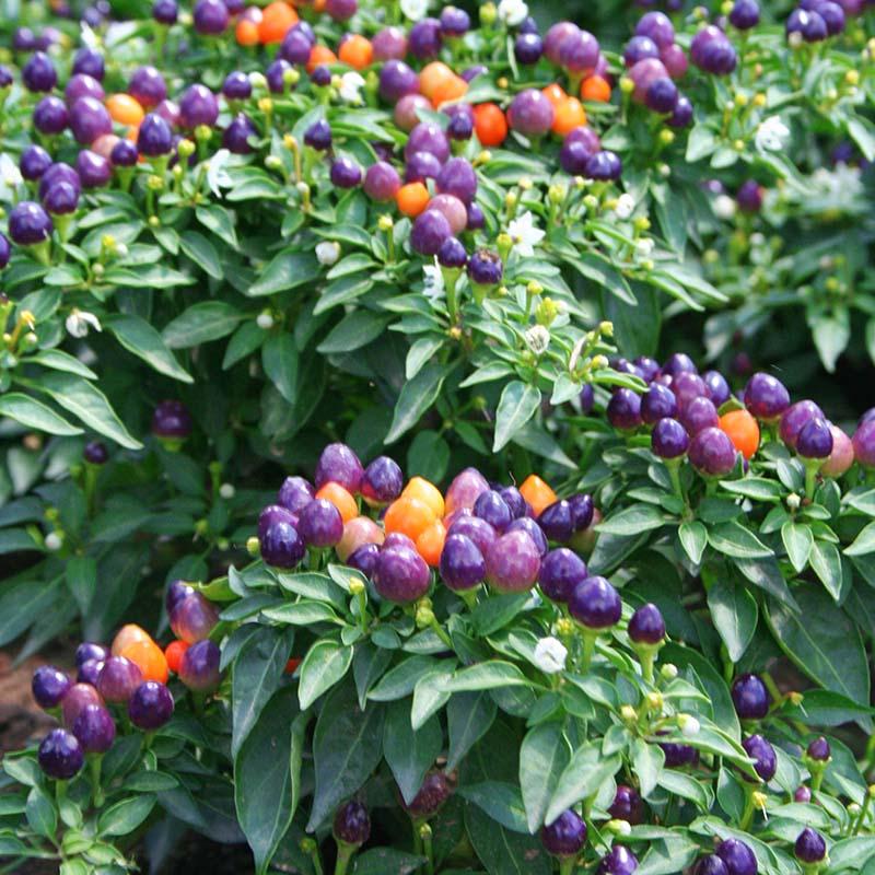 Pepper, Ornamental 'hot Pops Purple' - View 4 from www redcrocus com
